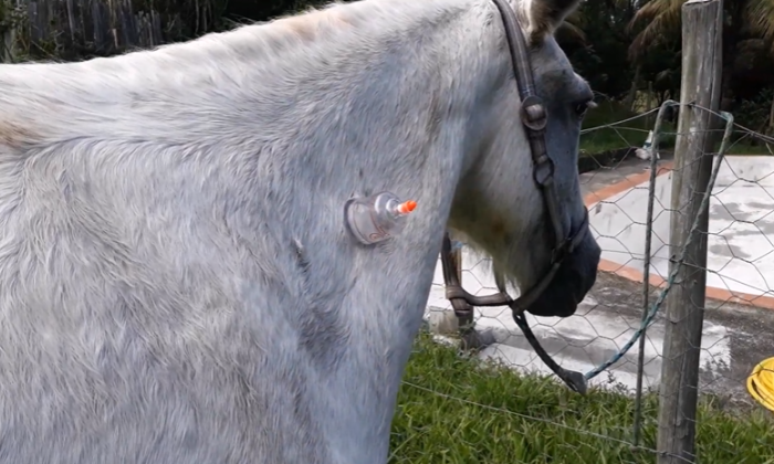 Cavalo Amarelo - Acupuntura Veterinária Equina
