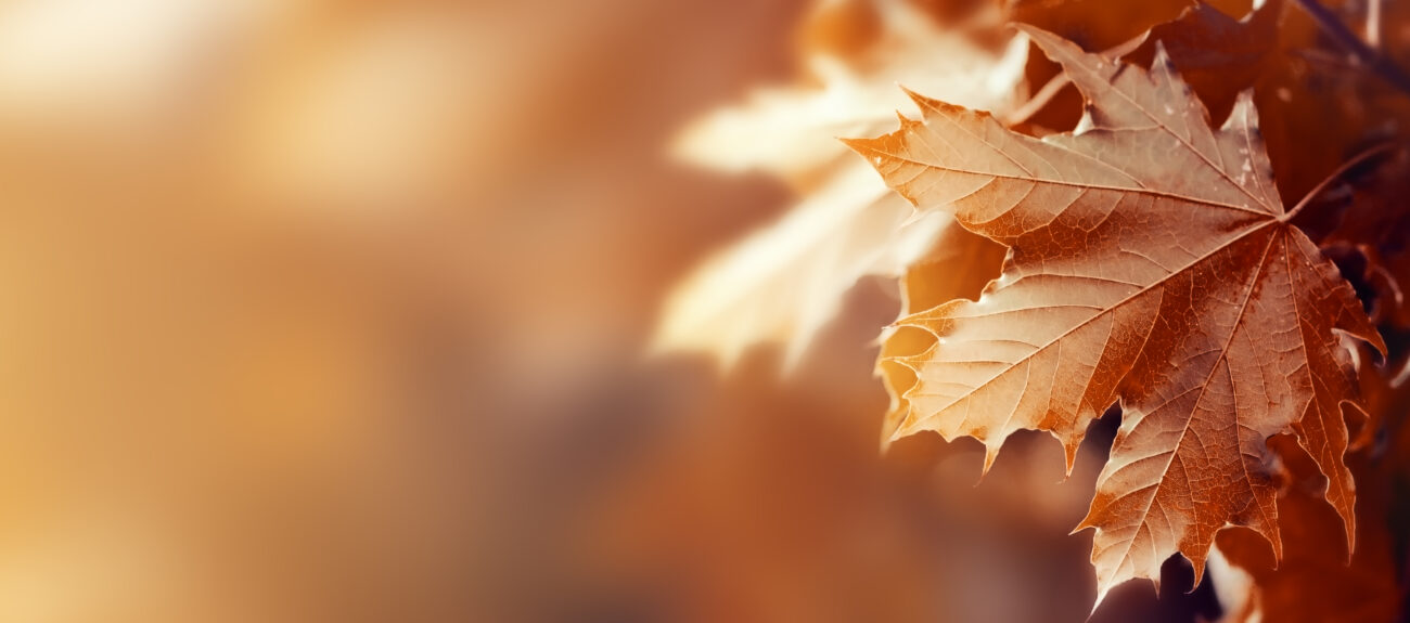 Imagem de folhas secas, representando o outono